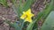 Yellow narcissus flowers on a green plantÂ background